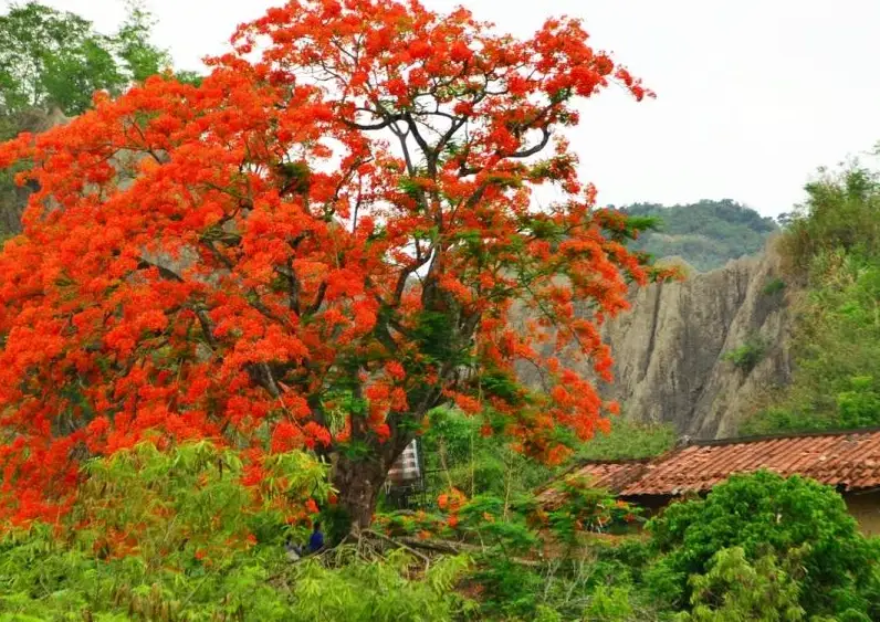桐花季景點 桐花季景點