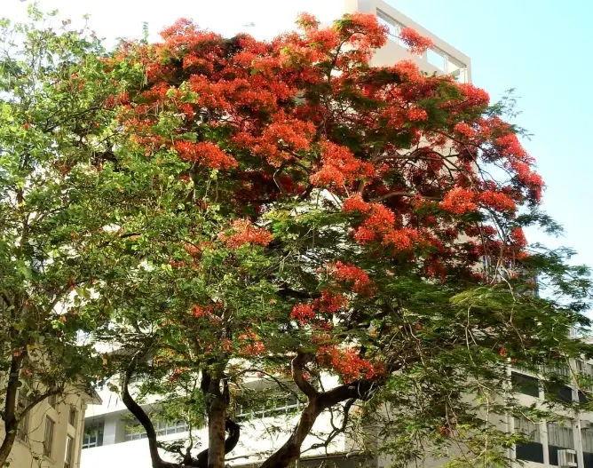 鳳凰木花期 鳳凰木花期
