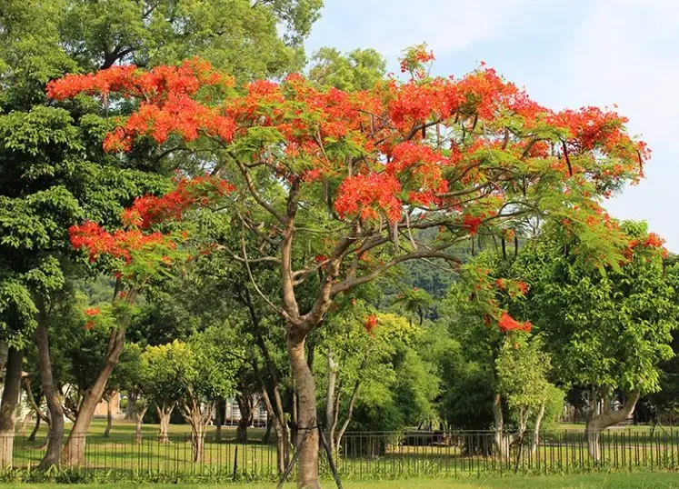 桐花季景點 桐花季景點