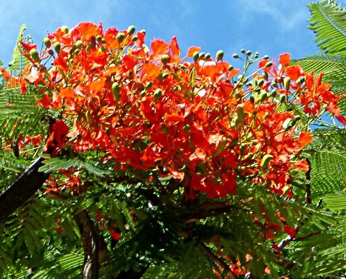 桐花季景點 桐花季景點