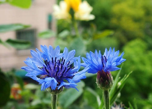 矢車菊花束 搭配
