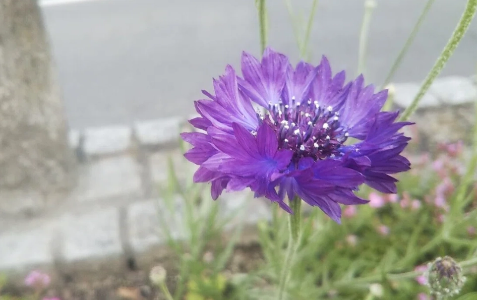 矢車菊花束 搭配