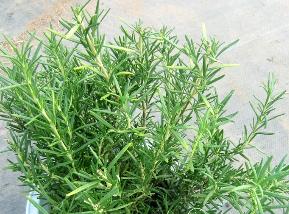 迷迭香茶功效