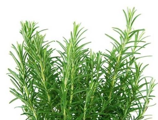 迷迭香茶功效