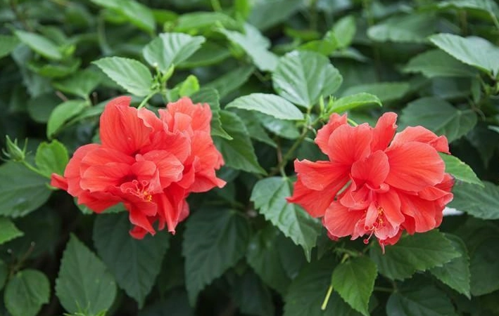 扶桑花刺青圖案