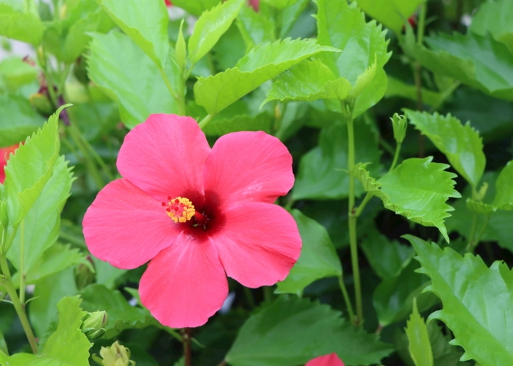 扶桑花刺青圖案