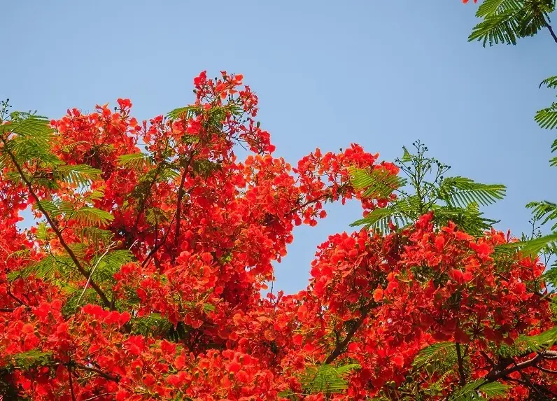 鳳凰花景點 鳳凰花景點