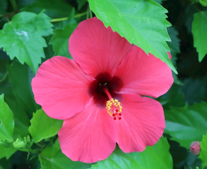 扶桑花刺青圖案