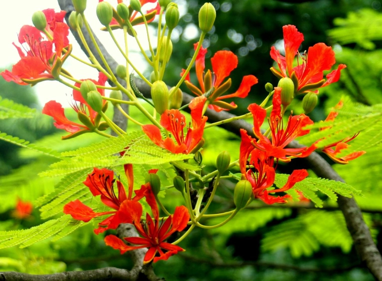 鳳凰花景點 鳳凰花景點