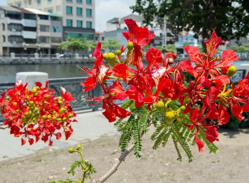 鳳凰花景點 鳳凰花景點