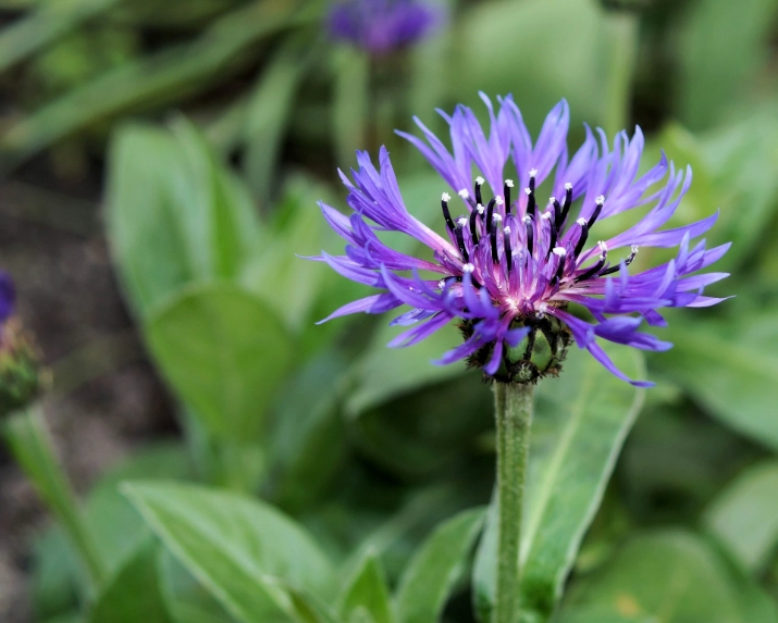 台灣矢車菊花海