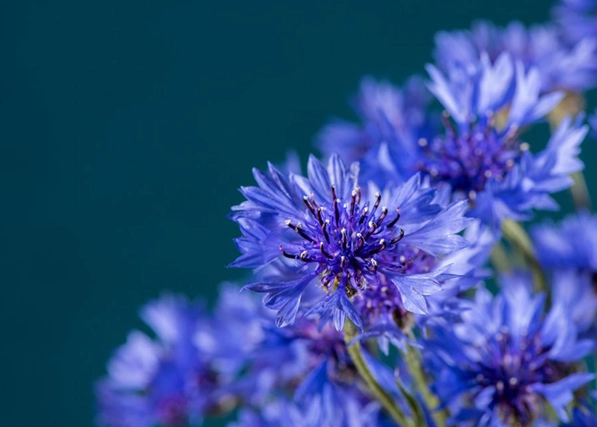 台灣矢車菊花海