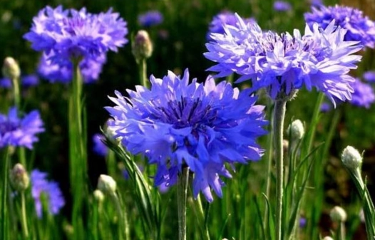 台灣矢車菊花海