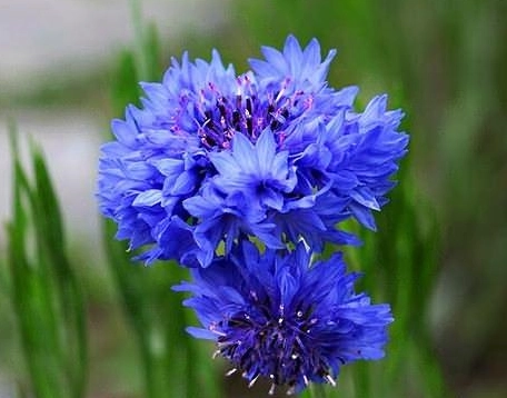 矢車菊賞花地點