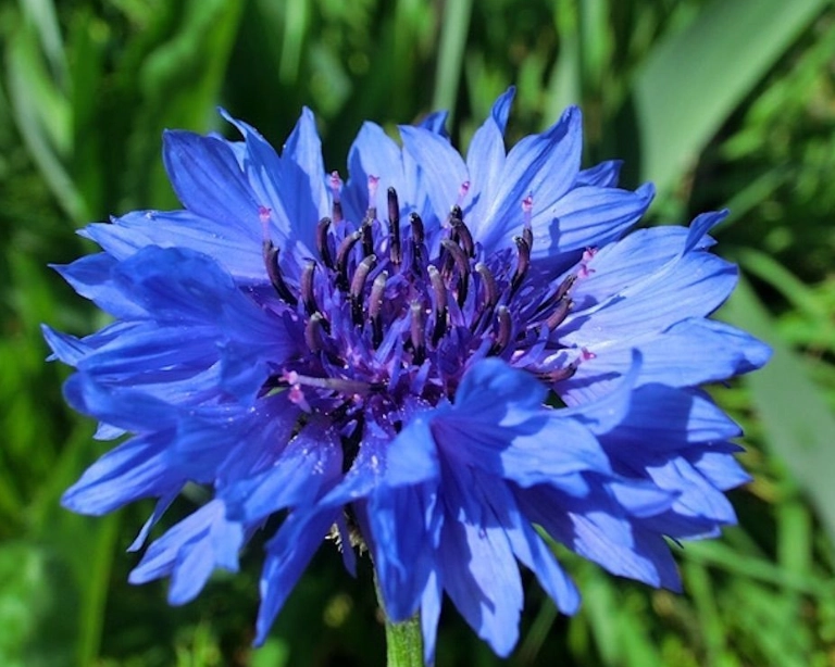 矢車菊賞花地點