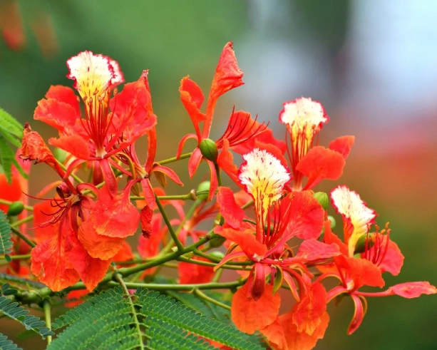 火鳳凰 開花時間