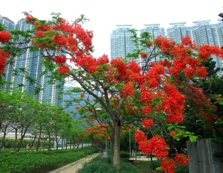 火鳳凰植物 賞花