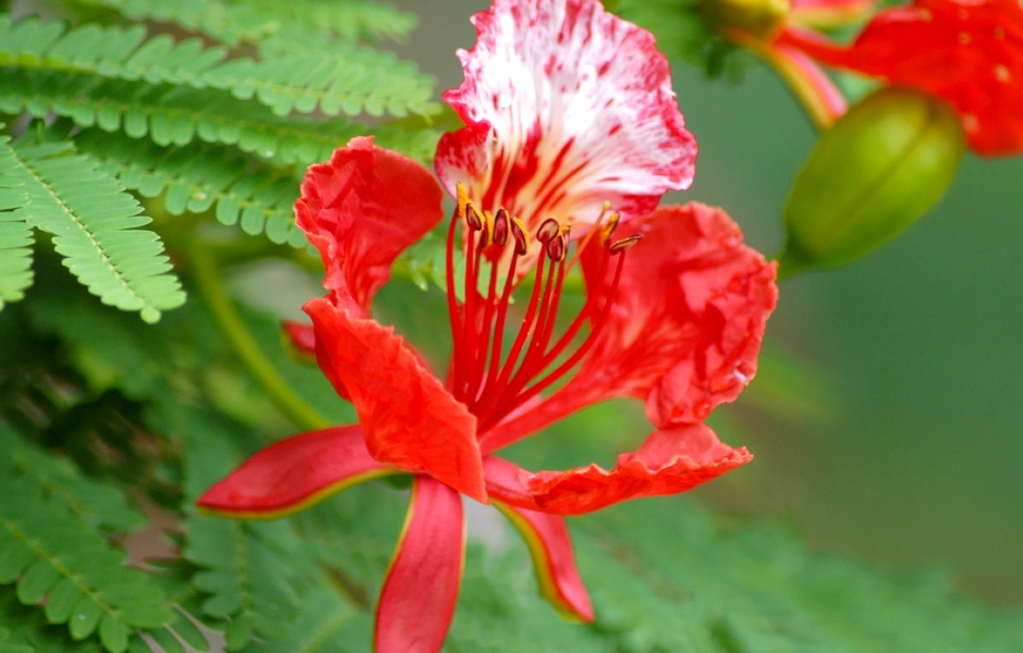 火鳳凰植物 賞花