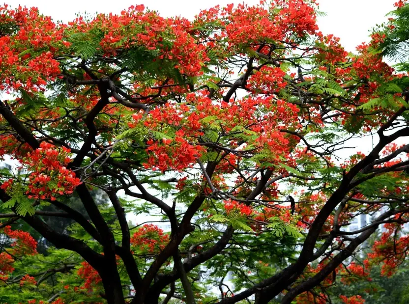 火鳳凰植物 賞花