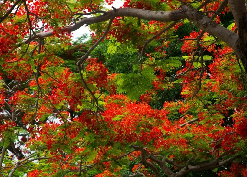 鳳凰木 種植