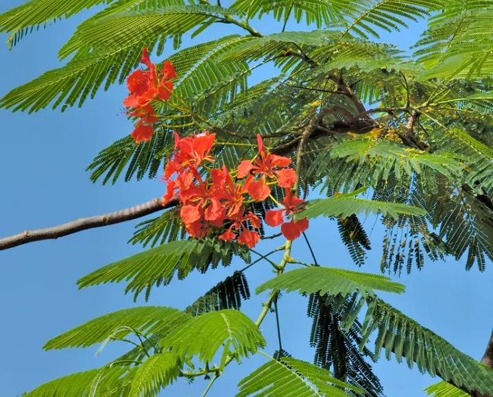 鳳凰木 種植