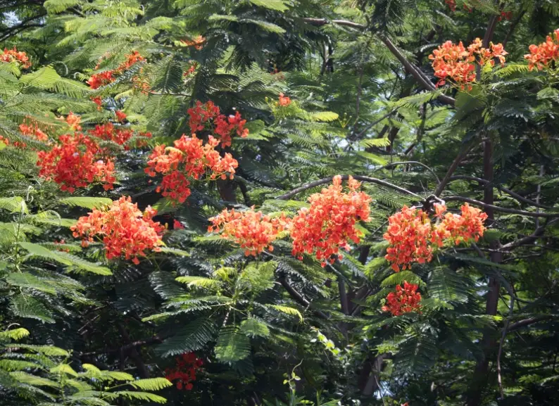 火鳳凰 開花時間