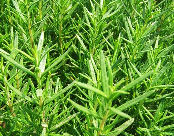 迷迭香茶怎麼泡