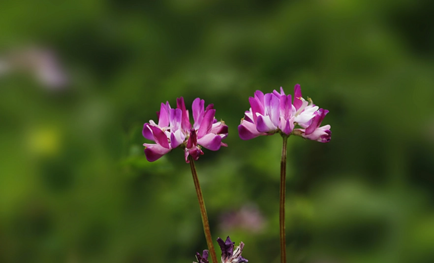 紫雲英花期