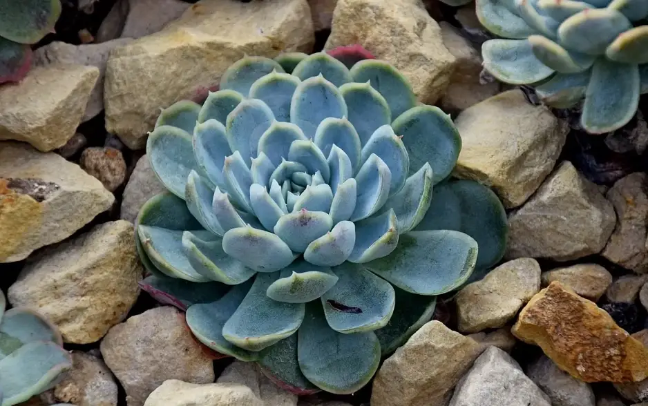 石蓮花花梗要剪嗎 石蓮花花梗要剪嗎