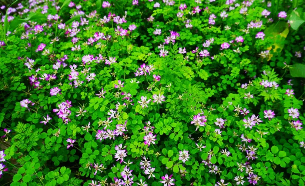 紫雲英花海