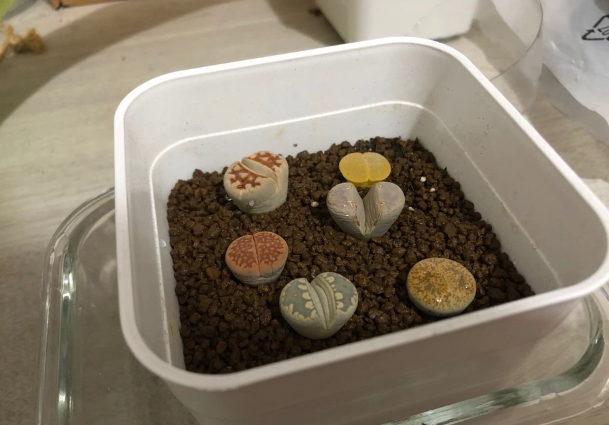 石頭玉分株 石頭玉分株