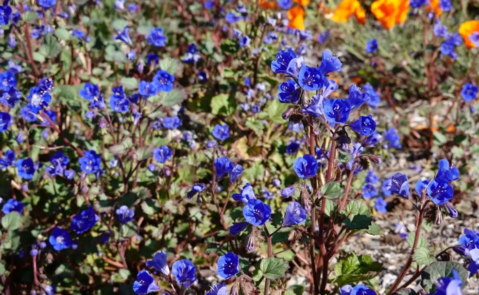 藍風鈴花語