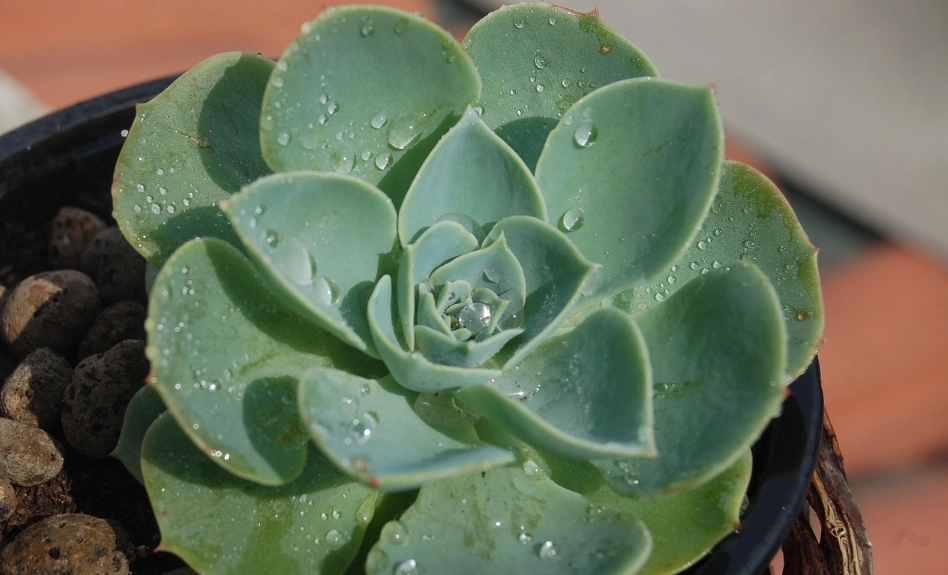 多肉植物開花 多肉植物開花