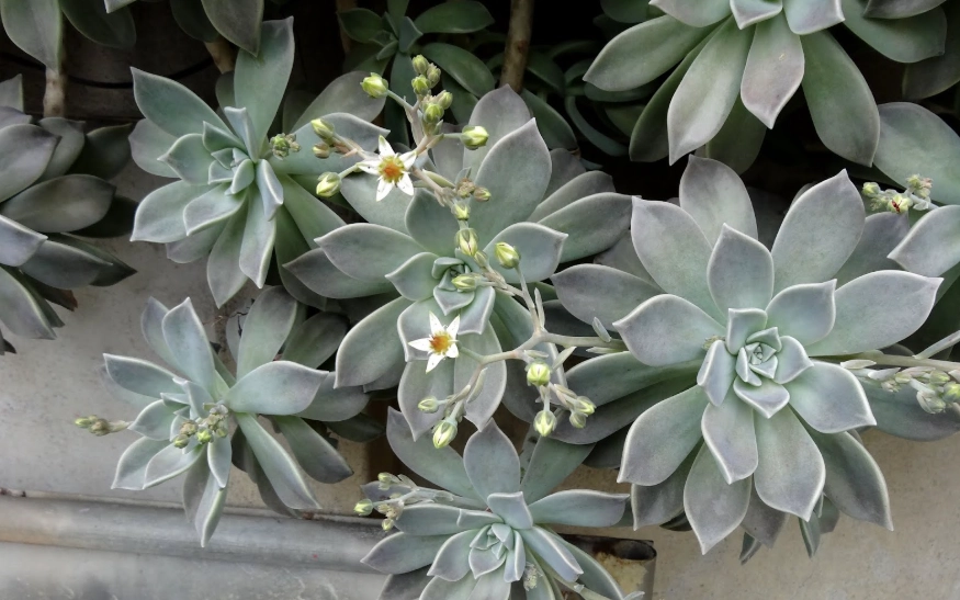 多肉植物開花 多肉植物開花