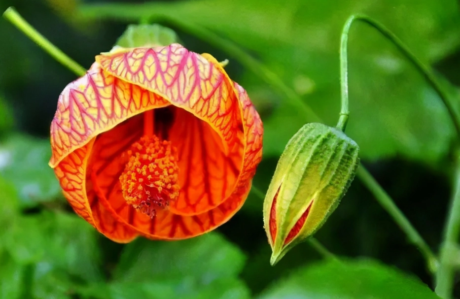 蔓性風鈴花