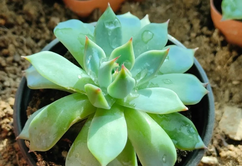石蓮花花梗要剪嗎 石蓮花花梗要剪嗎