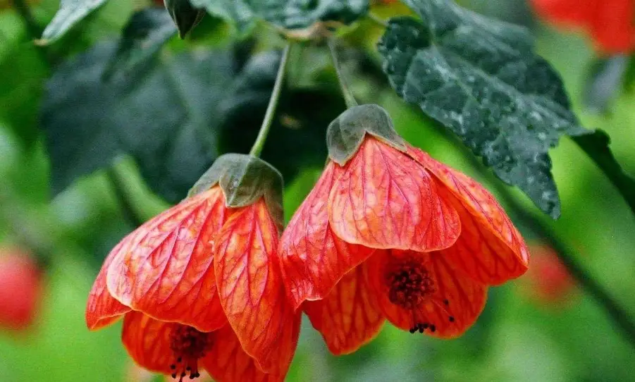 蔓性風鈴花