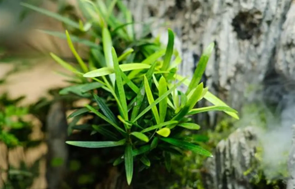 羅漢松照顧