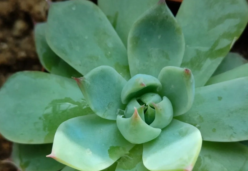 多肉植物開花 多肉植物開花