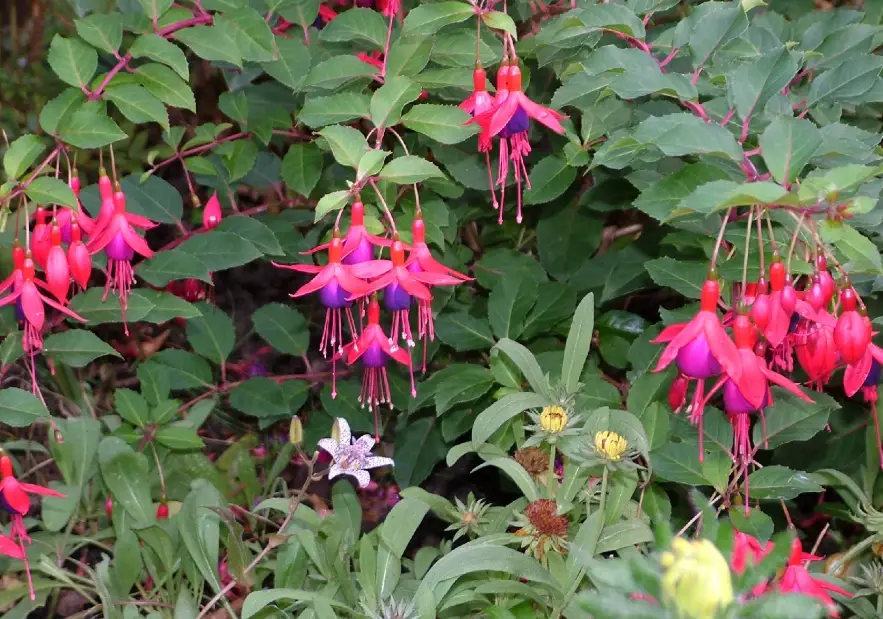 燈籠花照顧