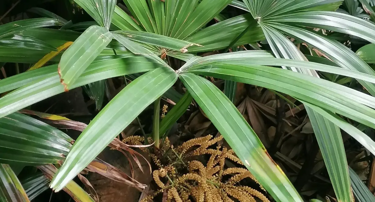 觀音棕竹澆水