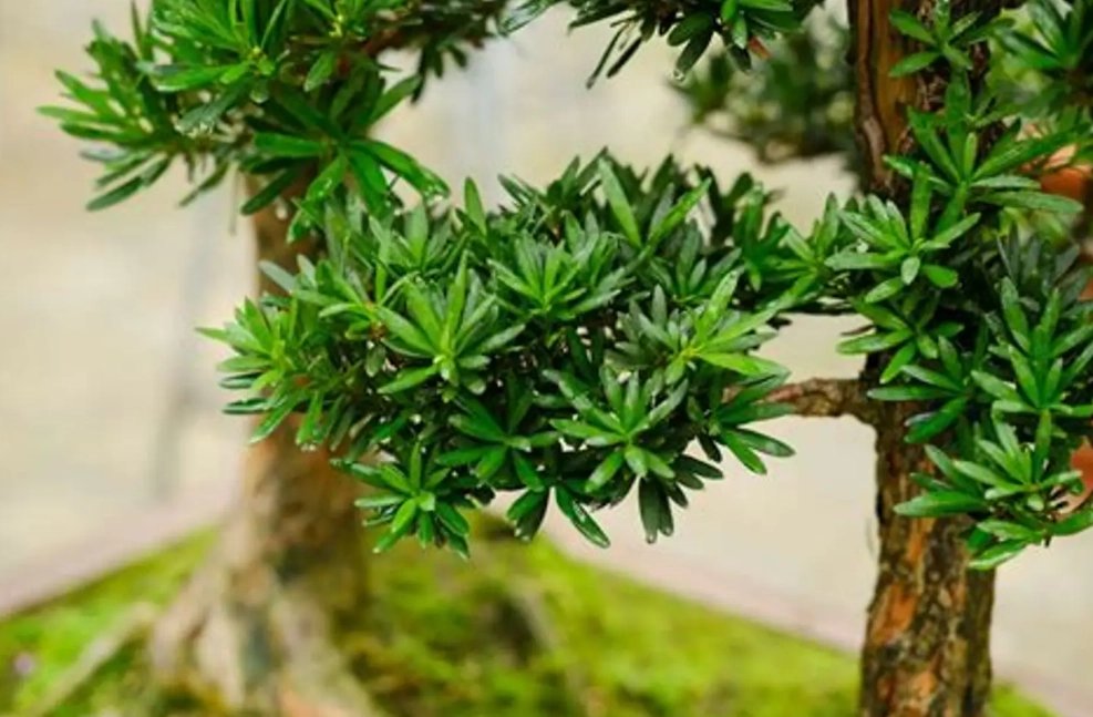 羅漢松照顧