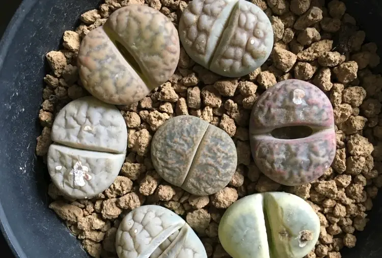 石頭玉播種 石頭玉播種