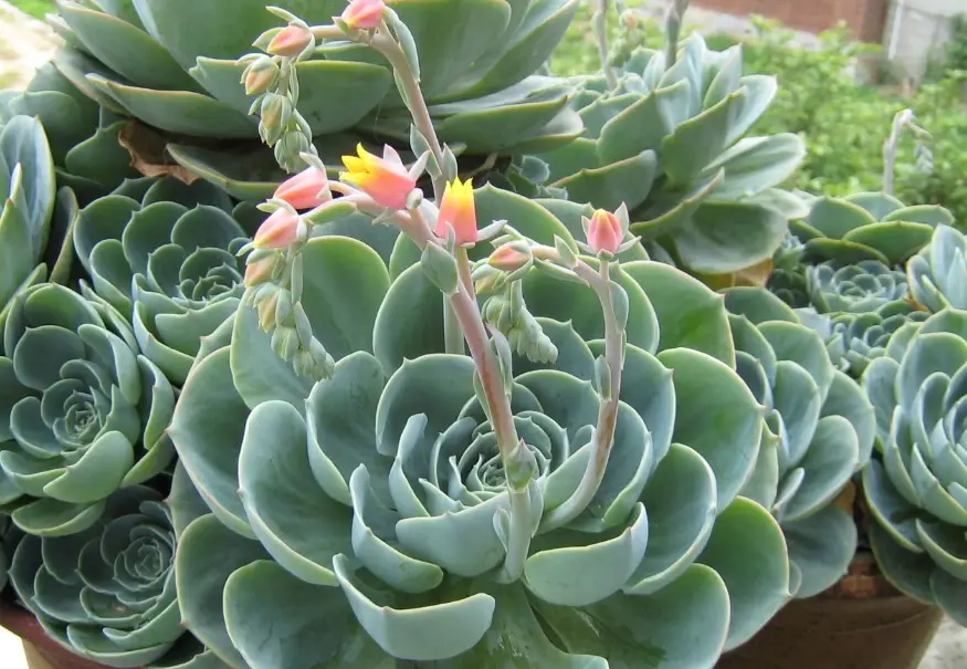 石蓮花花梗要剪嗎 石蓮花花梗要剪嗎