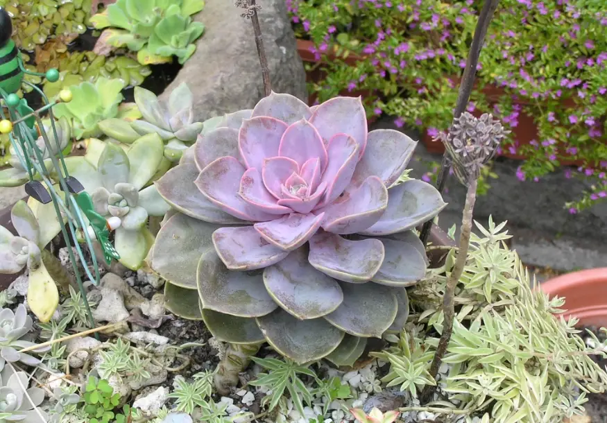 多肉植物開花 多肉植物開花