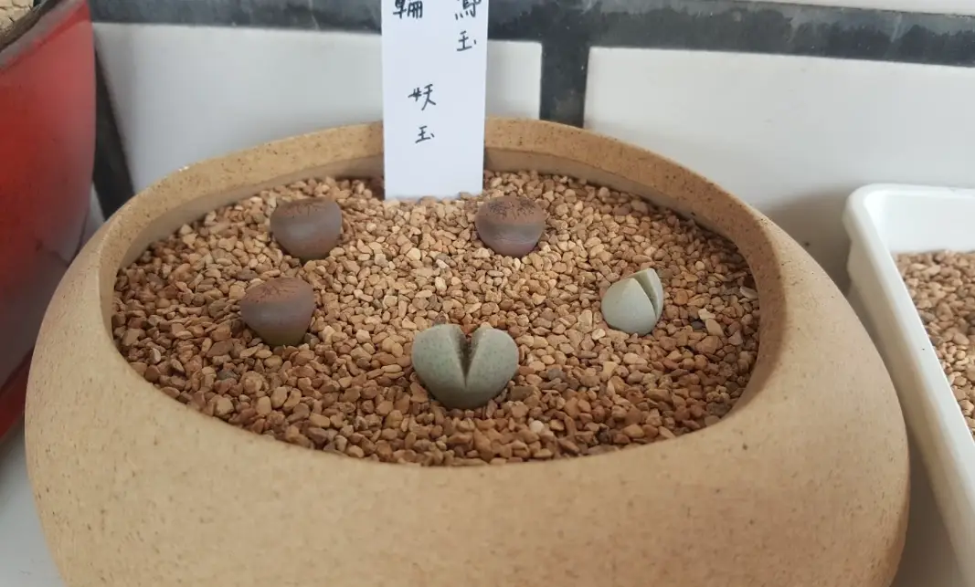 石頭玉分株 石頭玉分株