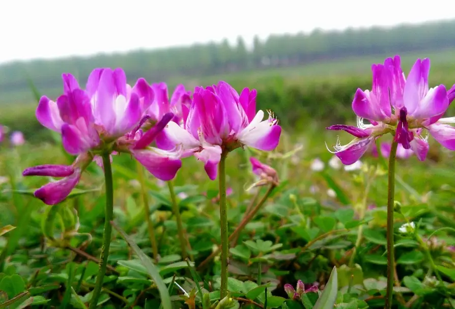 紫雲英花海