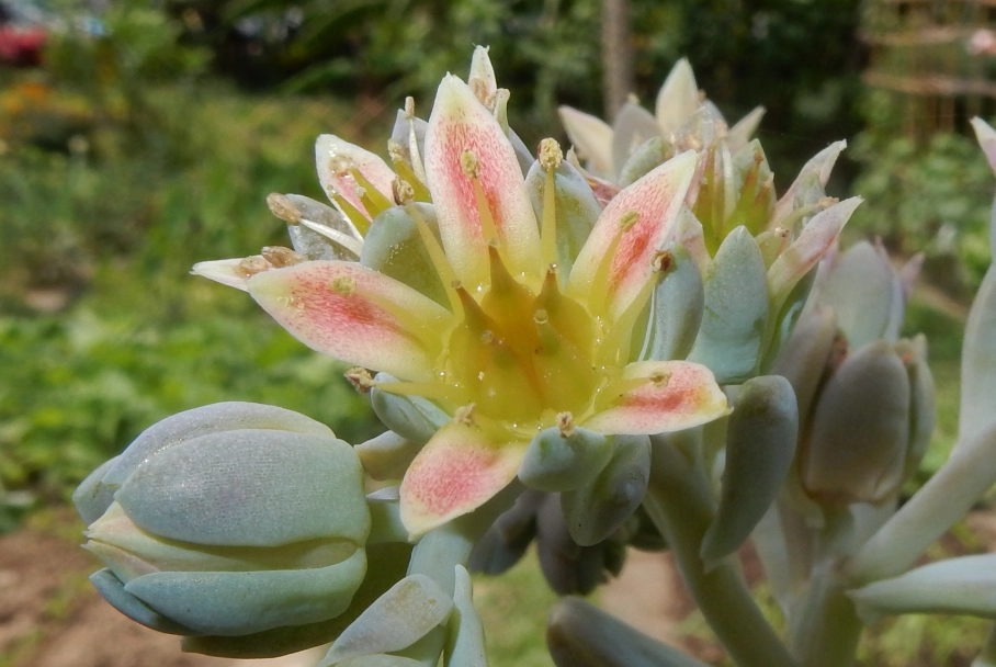 石蓮花花梗要剪嗎 石蓮花花梗要剪嗎