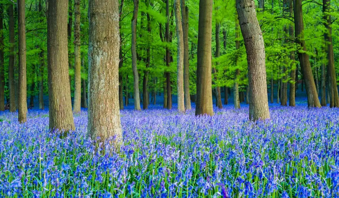 藍鈴花 花語 意思