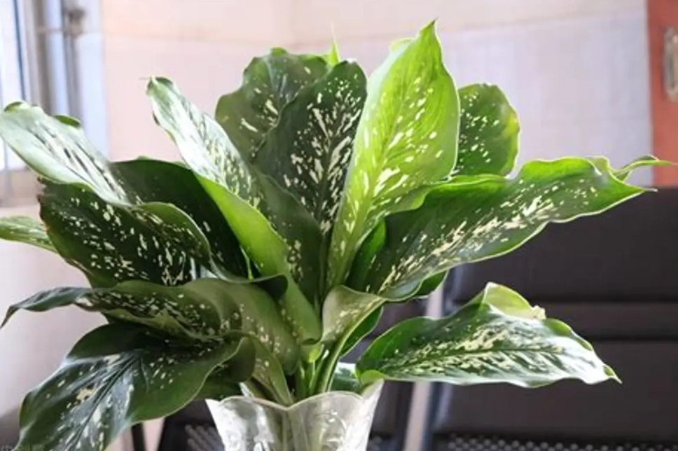 萬年青水耕換水